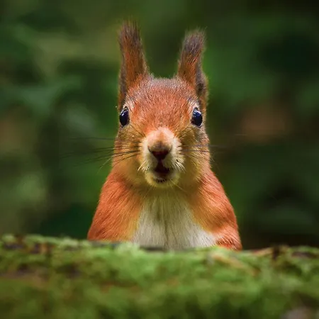 Muddy Boots Scarpa Appartamento *